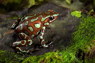 Golden poison dart frog of Panama rain forest
