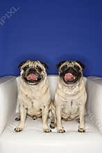 Two Pug dogs sitting in chair.
