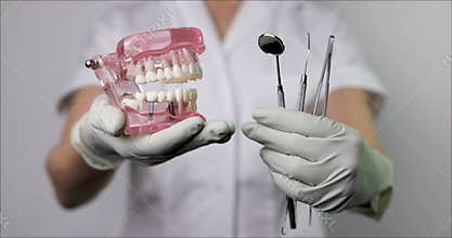 Dentist holding jaw teeth model and dental tools in hands
