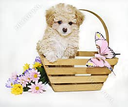 Toy Poodle Puppy with Butterfly
