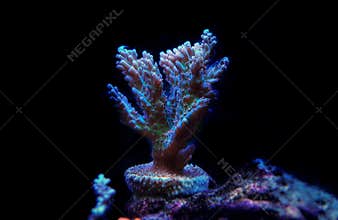 Colorful acropora SPS coral in reef aquarium tank