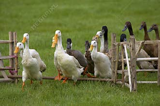 Ducks junping the fence