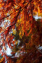 A lot of autumn fall coloured tree leaves in amazing morning sunrise warm light, seasons specific