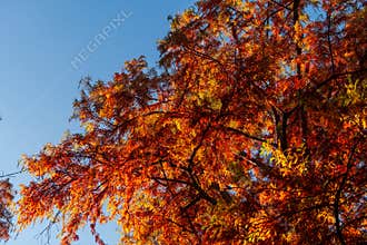 A lot of autumn fall coloured tree leaves in amazing morning sunrise warm light, seasons specific