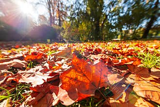A lot of autumn fall coloured tree leaves in amazing morning sunrise warm light, seasons specific