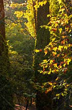 A lot of autumn fall coloured tree leaves in amazing morning sunrise warm light, seasons specific