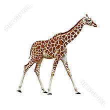 Baby Giraffe isolated
