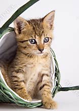 Cat in the basket