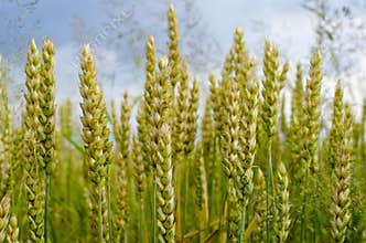 wheat