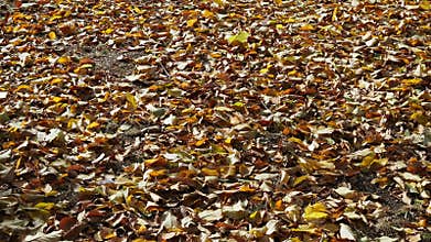 Autumn leaves blown away by wind gusts. Shot made in a park zone in early October. Summer recently ended in the location and autum