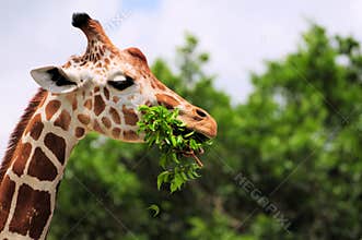 Giraffe Eating Leaves