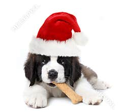 Adorable Santa Clause Saint Bernard Puppy