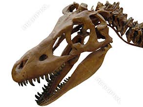 The head of the dinosaur