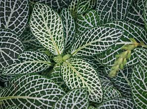 Fittonia mosaic plant, nerve plant leaves pattern