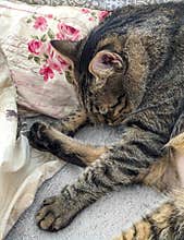 Cat sleeping among vintage roses decorated pillows