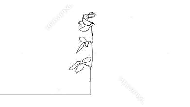 Rose, flower beautiful