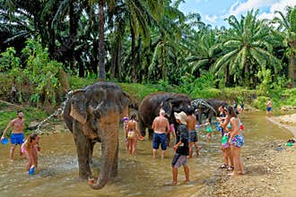 Bath with Elephants at Krabi Elephant House Sanctuary