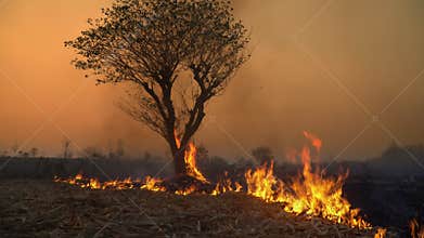 The destruction of forests for shifting cultivation in Thailand.