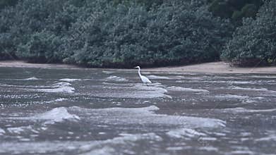 A waterbird egret hunts for fishes