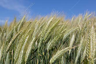 Barley field