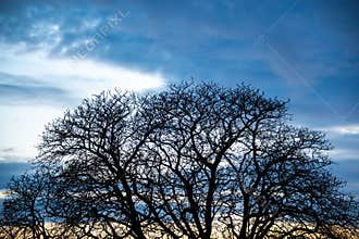 Silhouette of a horse chesnut tree branches in winter abstract nature background