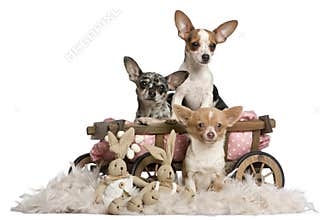 Three Chihuahuas with dog bed wagon
