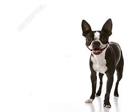 Boston Terrier dog.