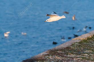 Seagull Flying by the Coast at Sunrise