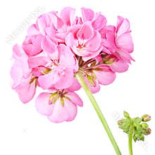 Rose geranium