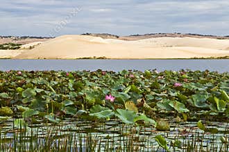 Lily Pads and Sand Dunes
