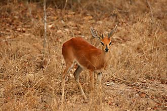 Steenbok antelope