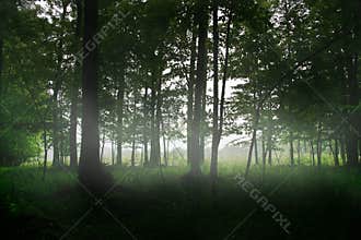 Magic forest trees fog
