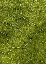 Leaf background