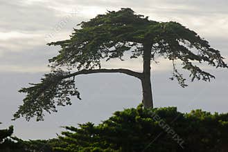 A lone Cypress tree in Monterey Bay