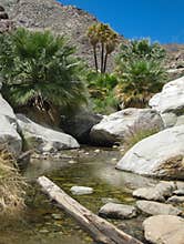 Native California Fan Palms, Borrego Palm Canyon in Anza Borrego Desert State Park of California