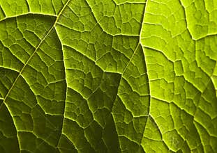 Leaf