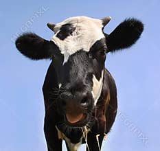 Cow
