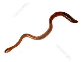 Worm