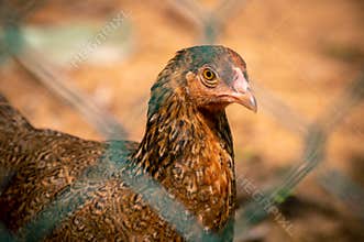 Jungle fowl hen looking at the camera through the net, free-range farm animals concept close up