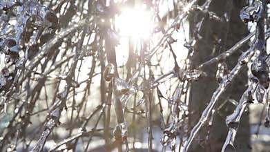 Sunshine and Tree Branches With Ice Crystals III