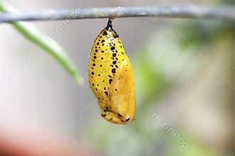 Chrysalis of butterfly