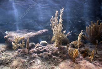 Coral Reef