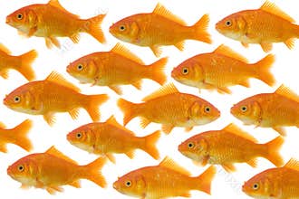 One goldfish being different