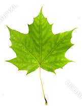 Maple leaf