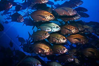 Large fish school close photo deep underwater