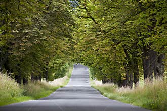Chesnut alley