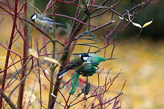 Group of great tits or Parus Major birds in bush