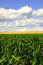 Green and Gold Fields, Blue Skies II