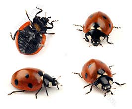 Set of lady bug shots