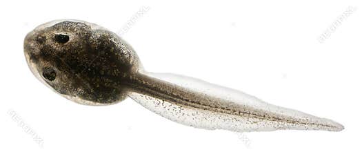Common Frog, Rana temporaria tadpole